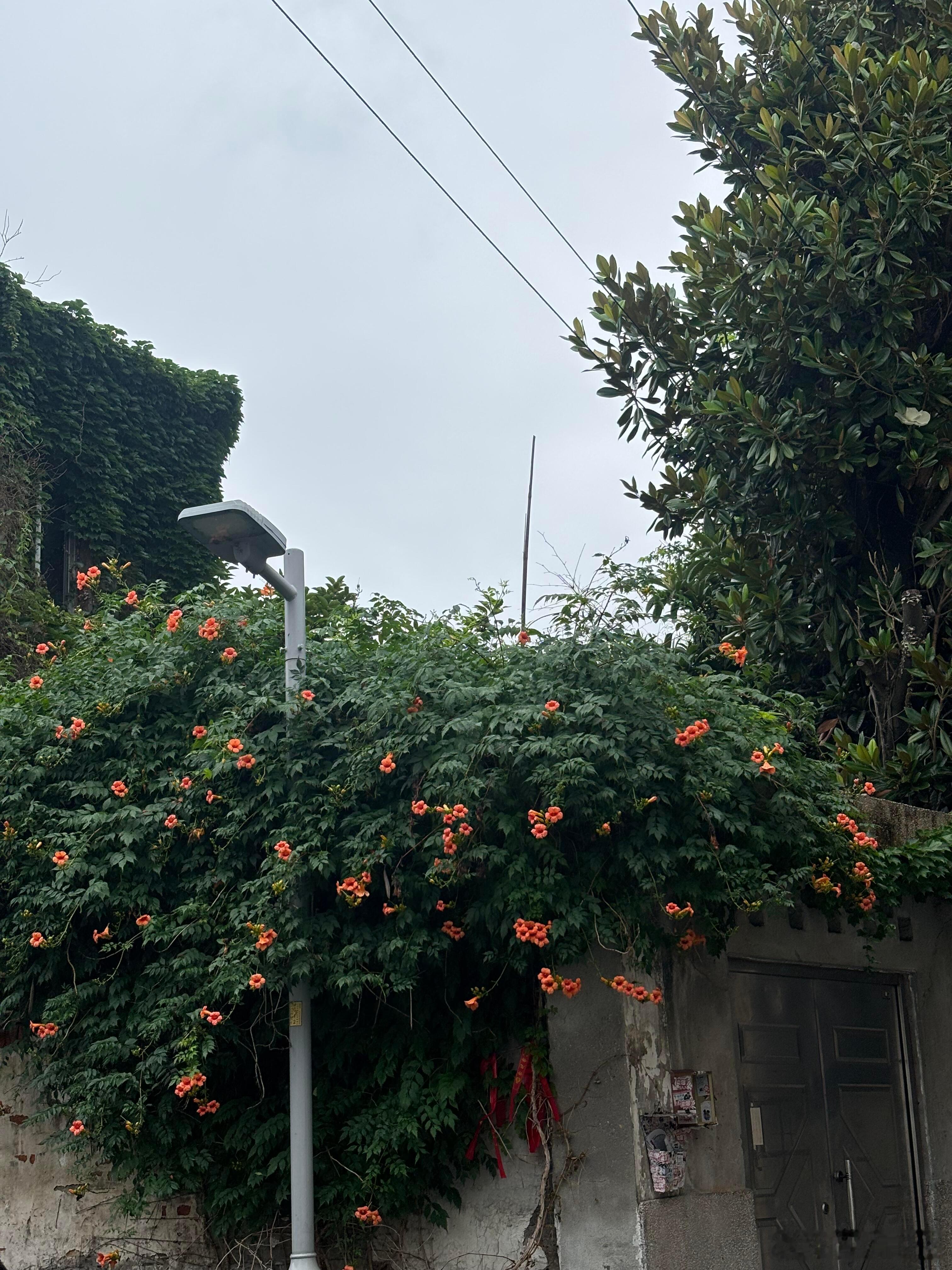 老宅外，怒放的凌霄花！ 