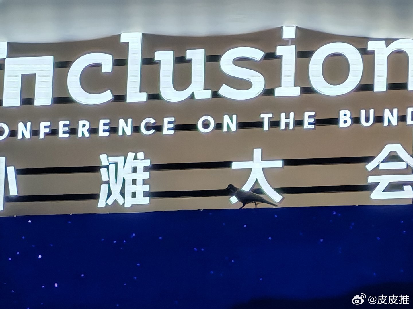 外滩大会来了一位特殊的“观众”，鸽子也来听外滩大会了2025外滩大会 ​​​