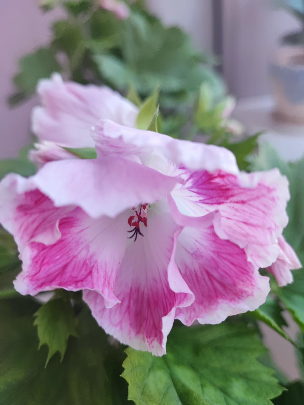 人不走运的时候喝凉水都塞牙
拍个肺部CT，
最近总感觉憋气，
肺子没事吧，
报告