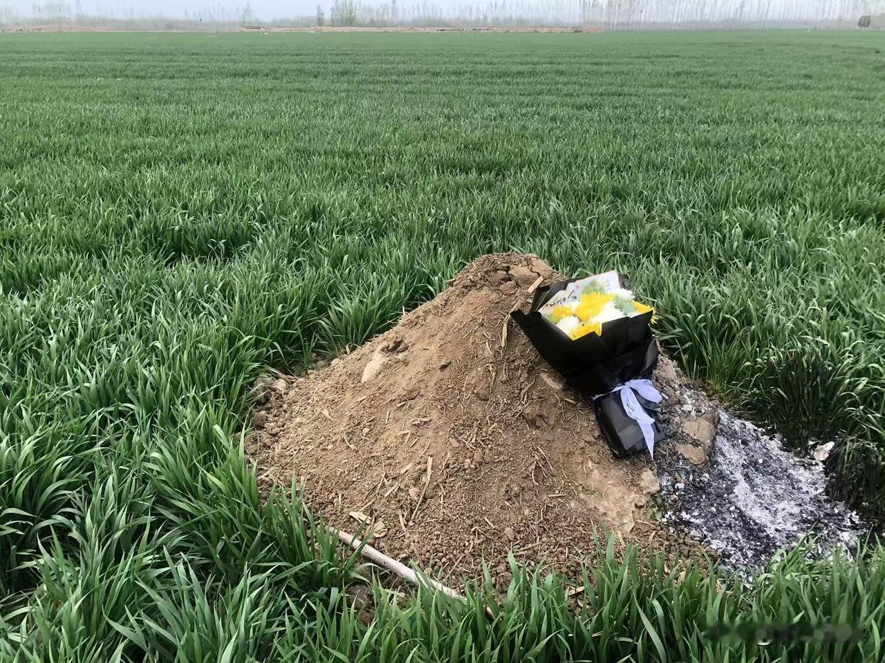 很多人都说，清明是一场别离，我却觉得，清明是一场重逢。
 爸妈坟前，鲜花依然脉脉