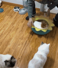 我是猫，你是真狗啊[捂脸]