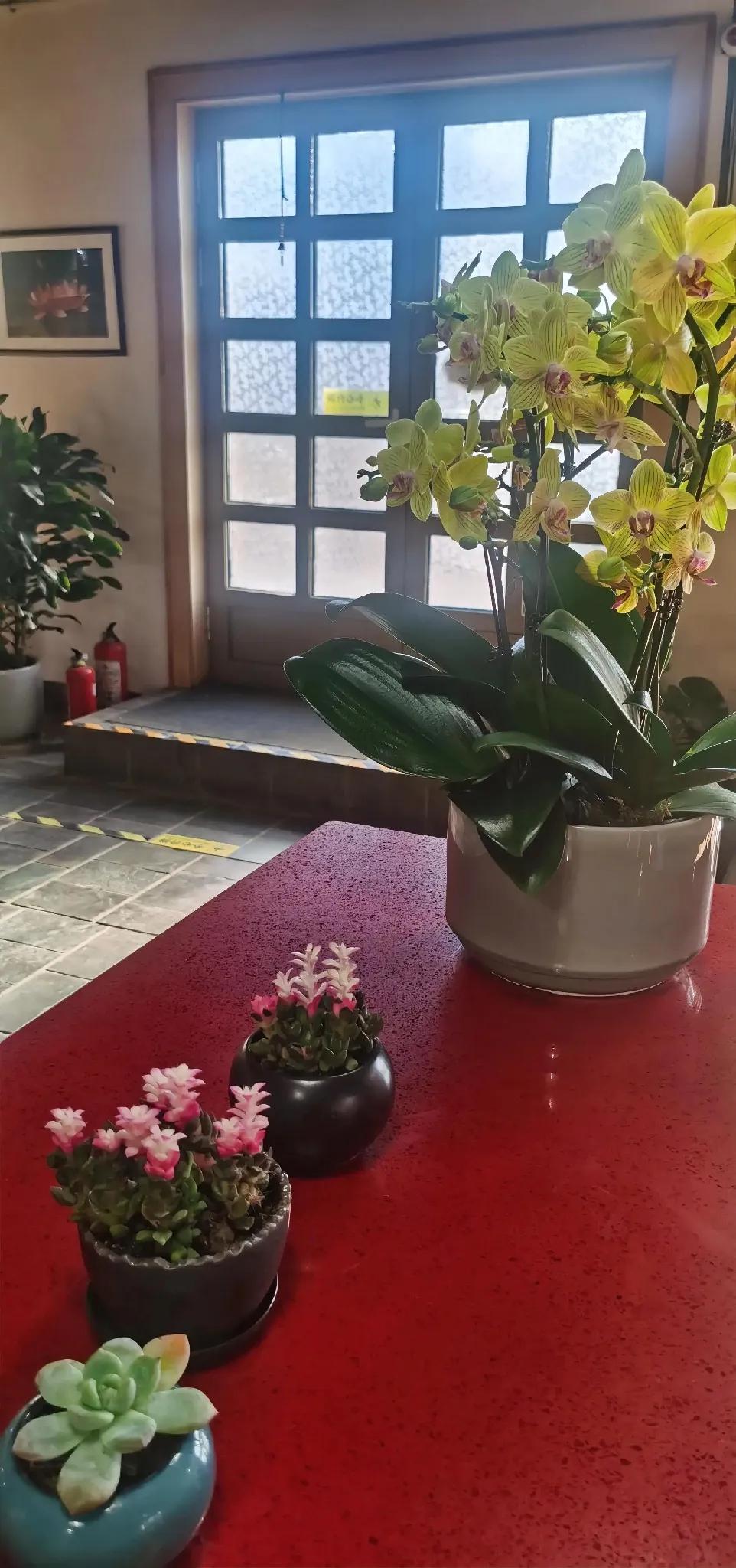 窗前花影动，绿意满心间。