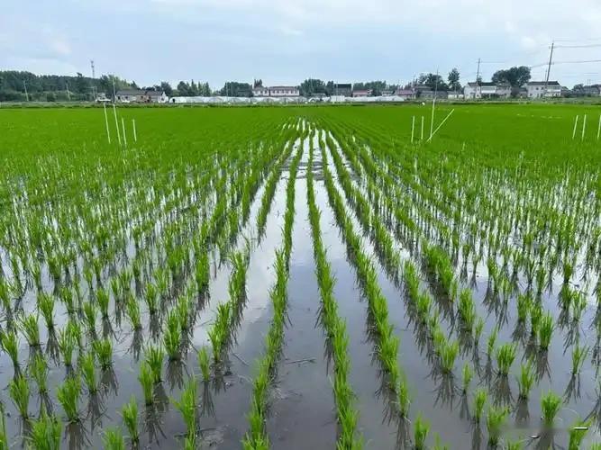 第一选好种，要选用适合本地区种植的优质品种，抗逆性强、株型紧凑、穗大粒多的杂交稻