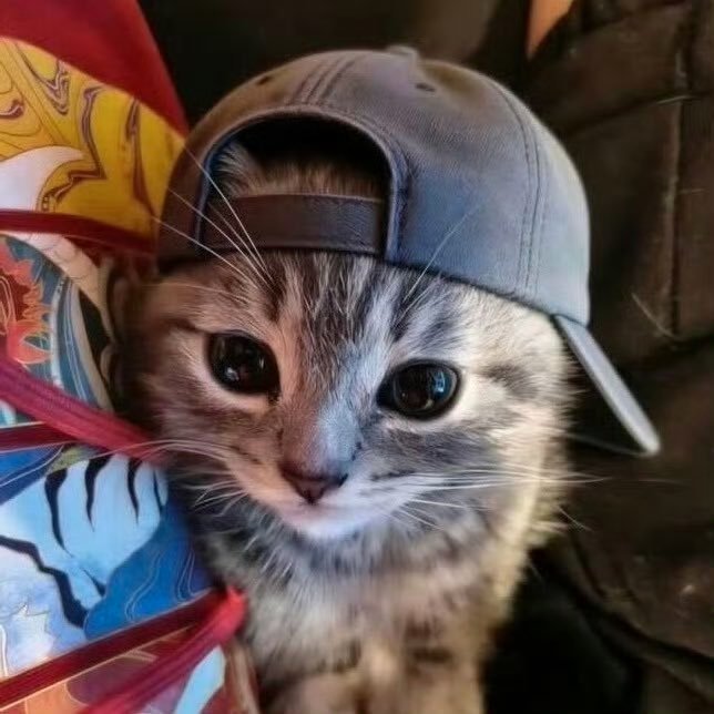猫狗