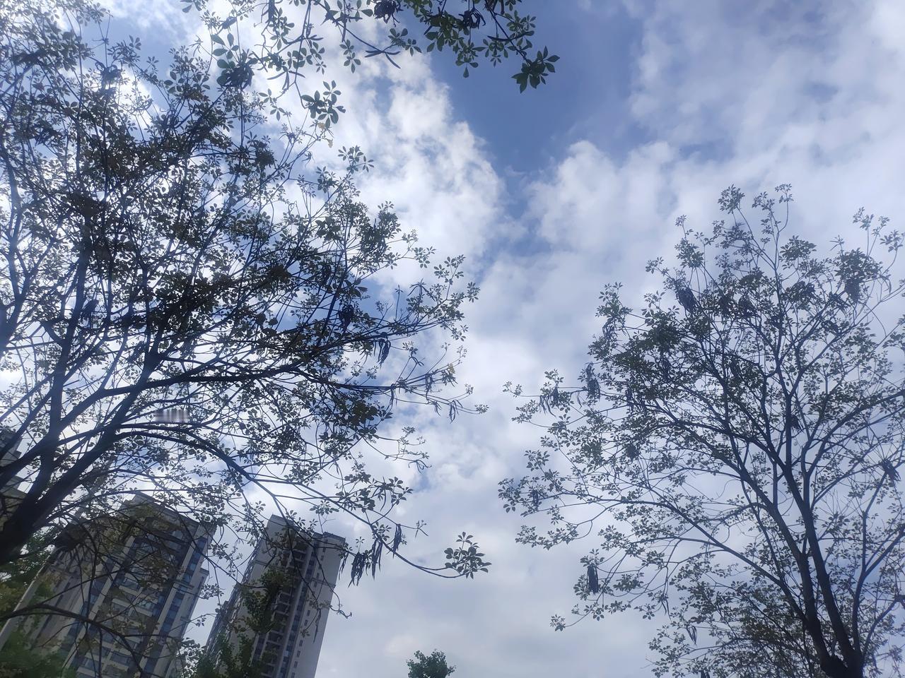 枝桠是天空的画笔，在蓝布上晕开柔软的云絮。
楼宇与树影相拥，原来城市里的温柔，藏