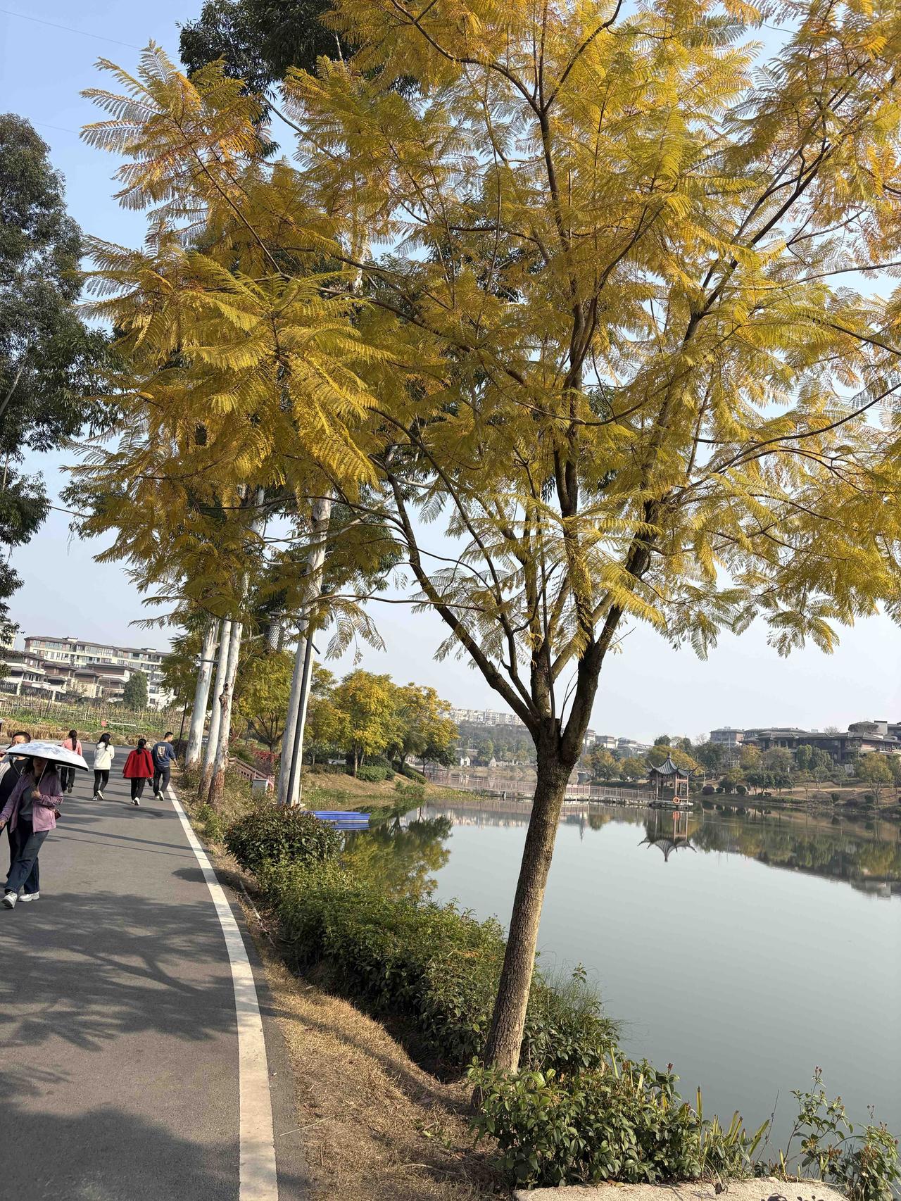 今年春节是个大暖冬
新年出去遛弯赏花
生活好惬意