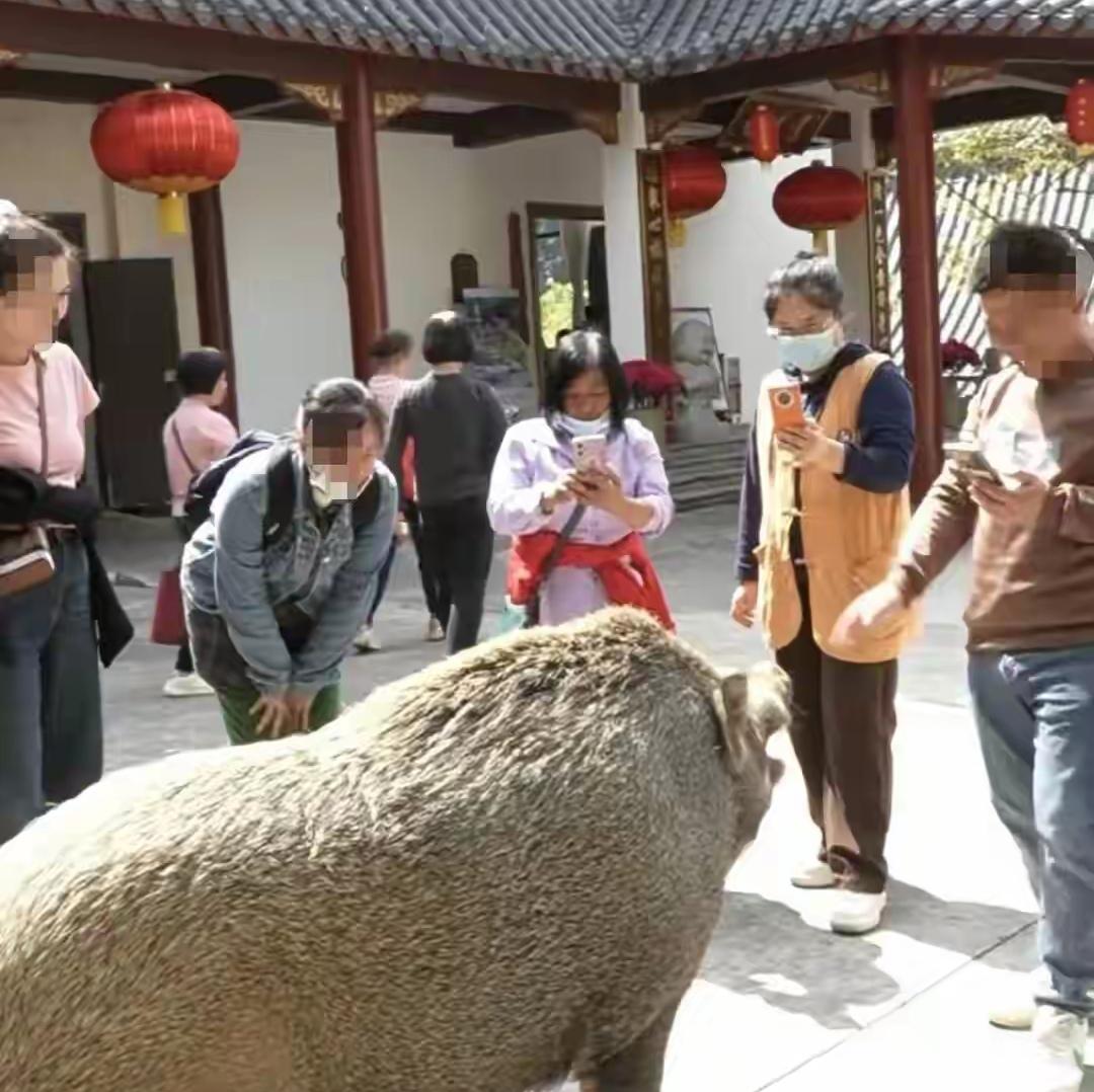 你能想象一头300斤的野猪，不仅温柔还通人性，甚至会点头鞠躬吗？在广东江门，就有