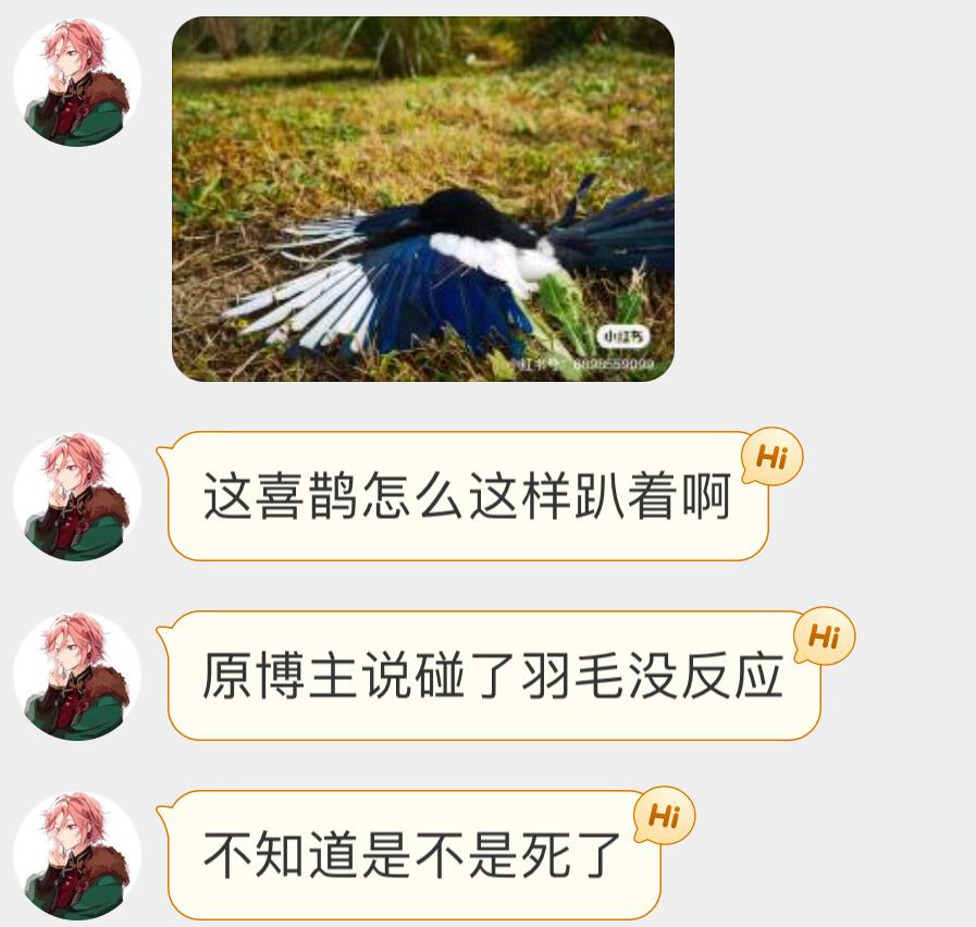 趴在地上的喜鹊好像情况不太好 但又像是在舒展羽毛晒太阳总之希望大漂亮没事 ​​​