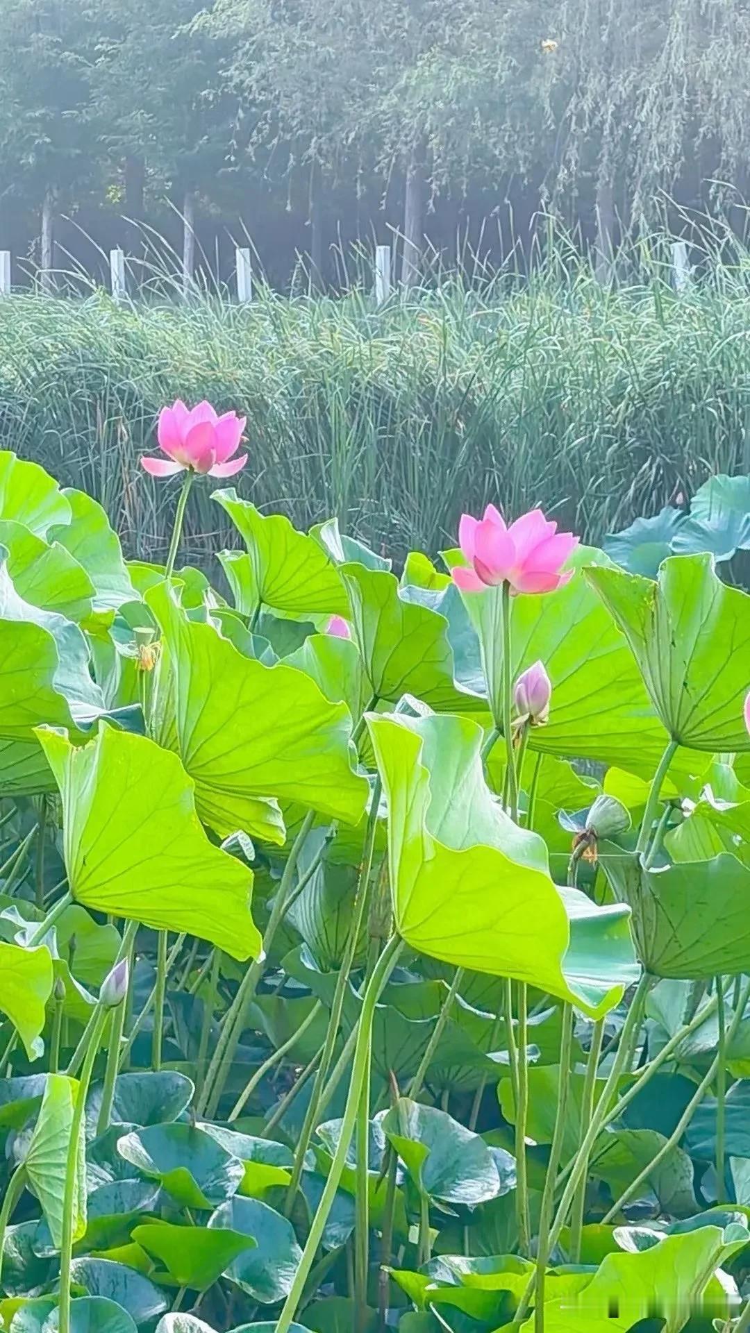 好运莲莲🤔