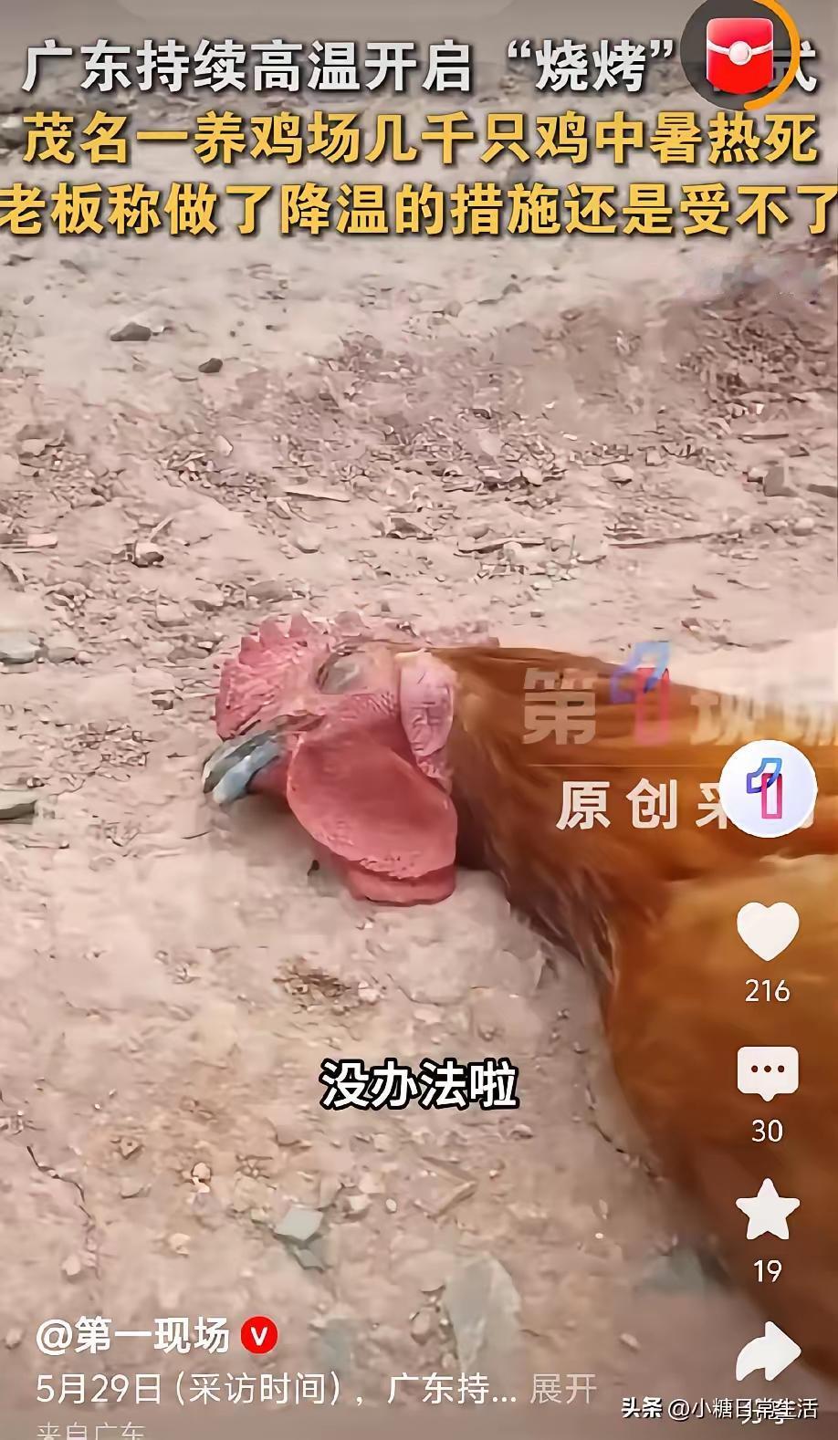 广东的高温有多么恐怖！广东茂名36度的高温天气把养鸡场几千只准备出栏的鸡全部热死