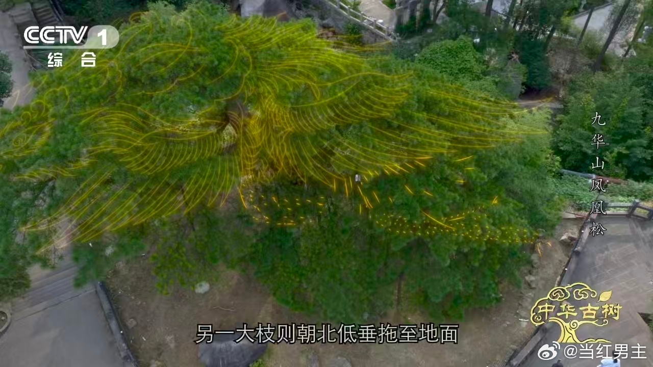 约1400岁古松树像一只大凤凰风一吹千年古松秒变展翅凤凰 这棵树绝对是植物界的“
