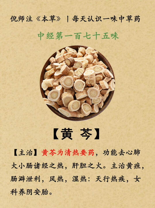 清热丨中经第175-黄芩