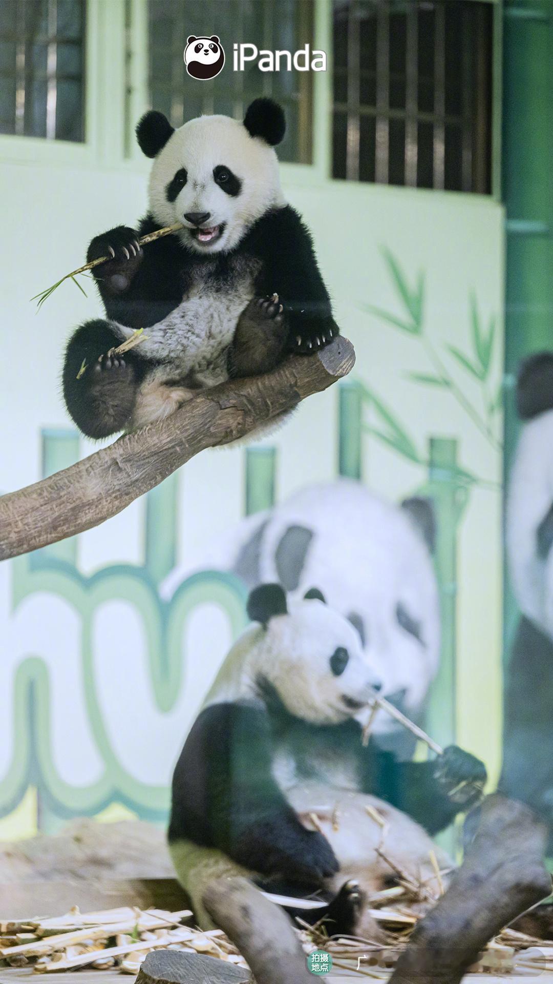 (｡•́︿•̀｡)家里有一个爱登高的娃，可让熊妈操碎了心！[允悲]熊猫趣图 大熊