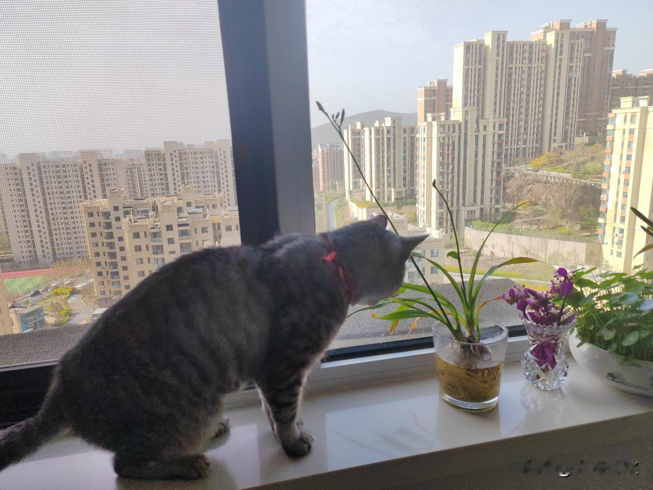 周一清晨推开窗，咪咪依旧像往常一样，第一时间跑到窗台底下。生病之前，我们俩总有着