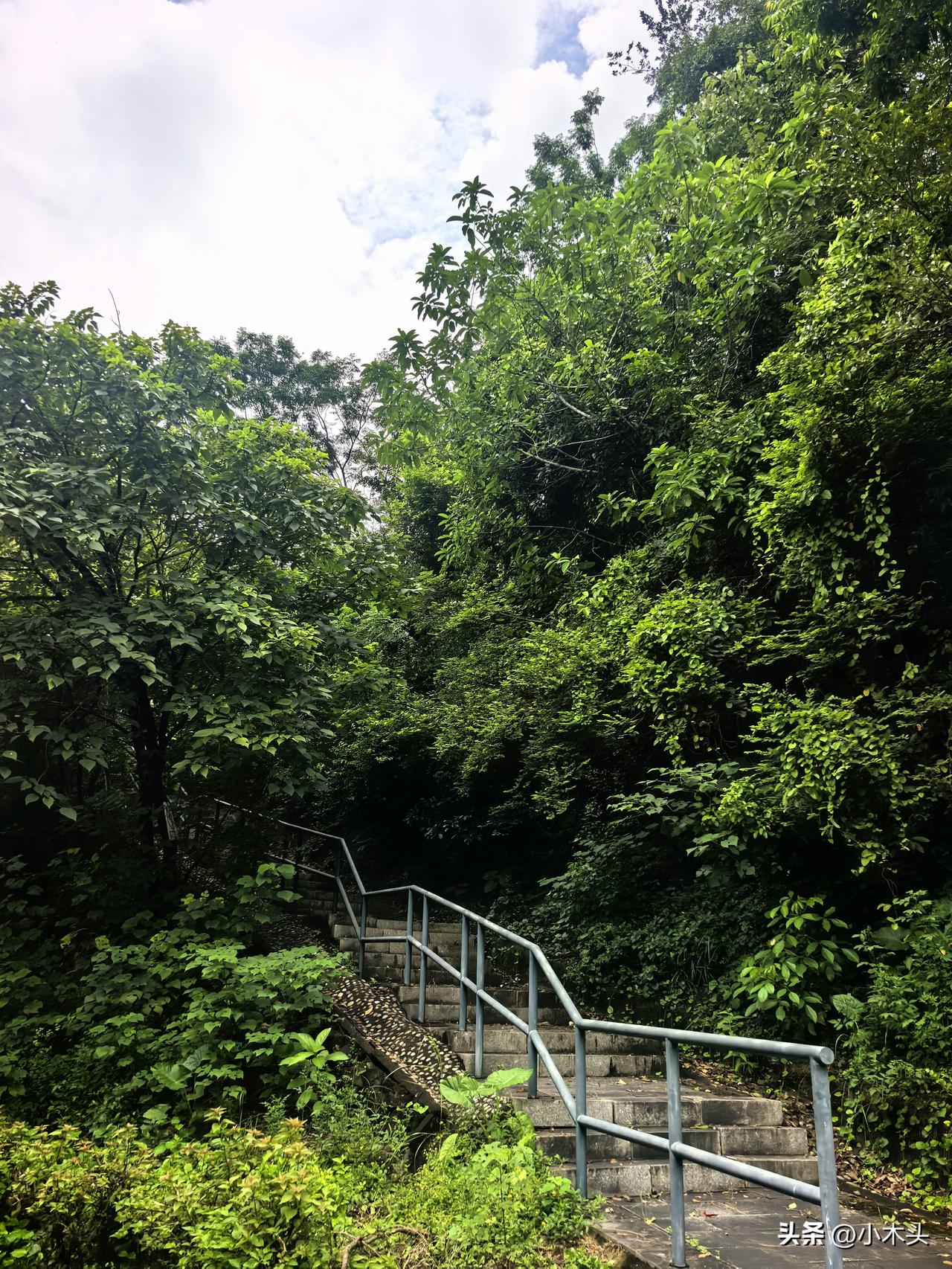 将近一年没来这里爬山了。
雨后闷热，阳光斑驳。山里静得出奇，满耳只剩鸟鸣蝉声，在