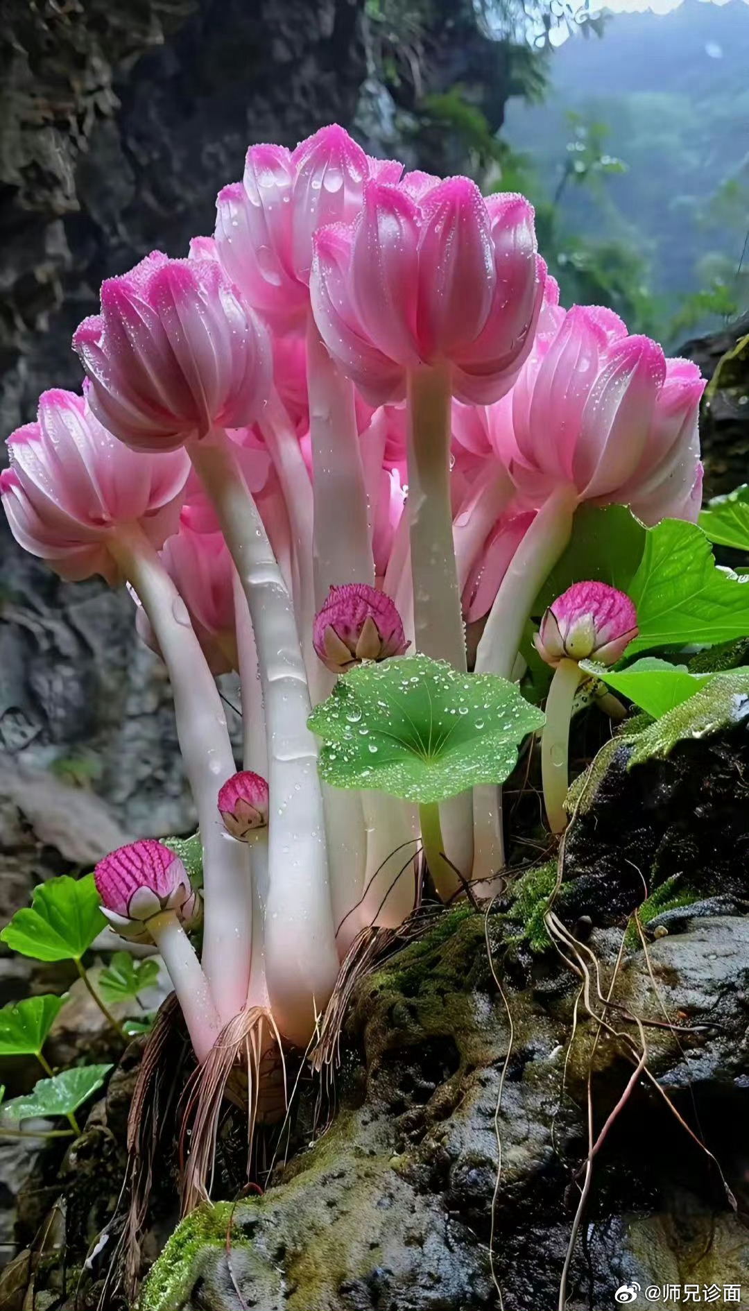 这是一种极其罕见的花，她的名字叫玉玲珑花。这种花代表着富贵，长寿，祥瑞。所以说只