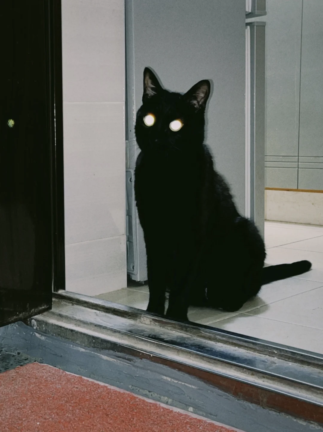 邪恶看门猫