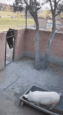 原来猪真的能上树啊