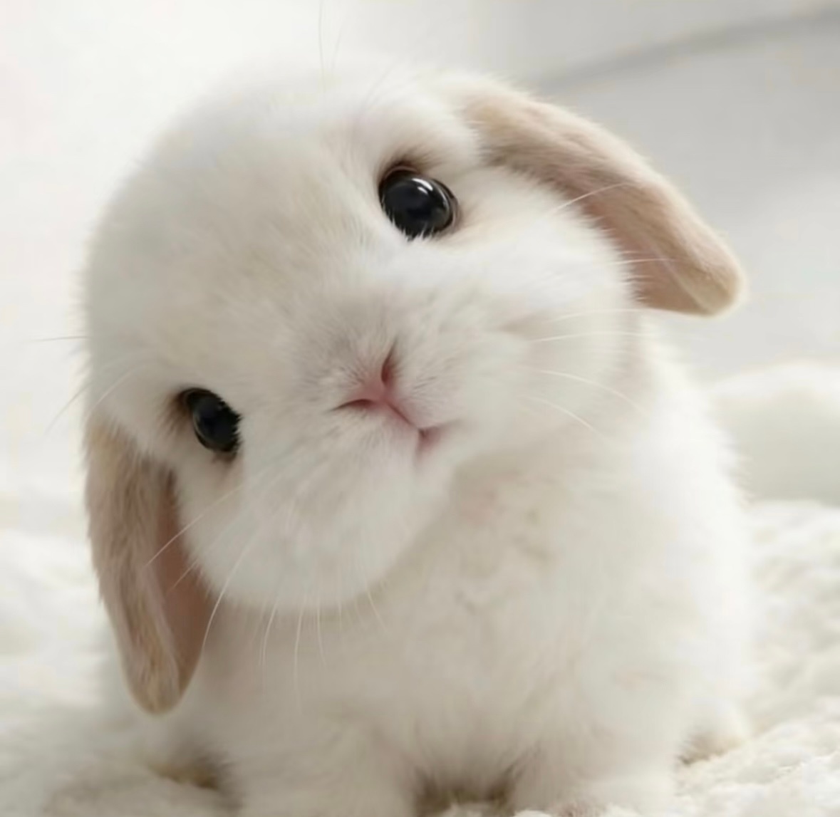 就这样萌萌的盯着 