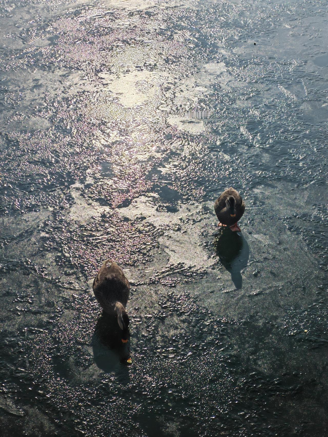 谢谢友友理解支持评价添墨鼓励，向师友学习，愿师友开心快乐每一天1[作揖][比心]