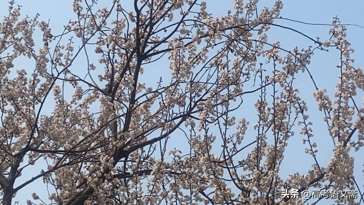 新年爱好打卡春日暖阳下，樱花绽放，美不胜收！🌸🌸🌸