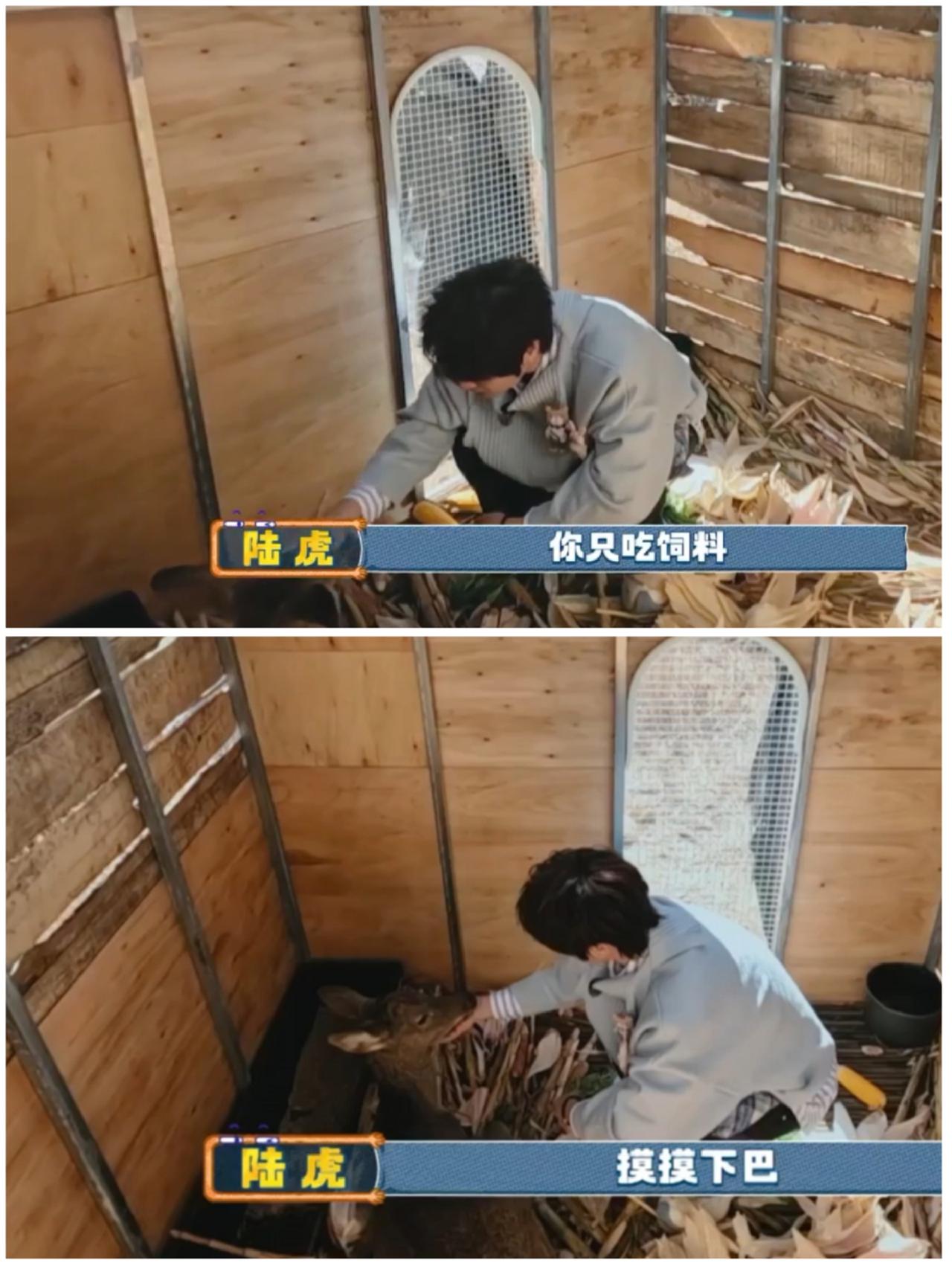 看到张远，陆虎这一幕，
跟马思纯，张晚意如此类似，
难怪他当初可以轻松帮节目组