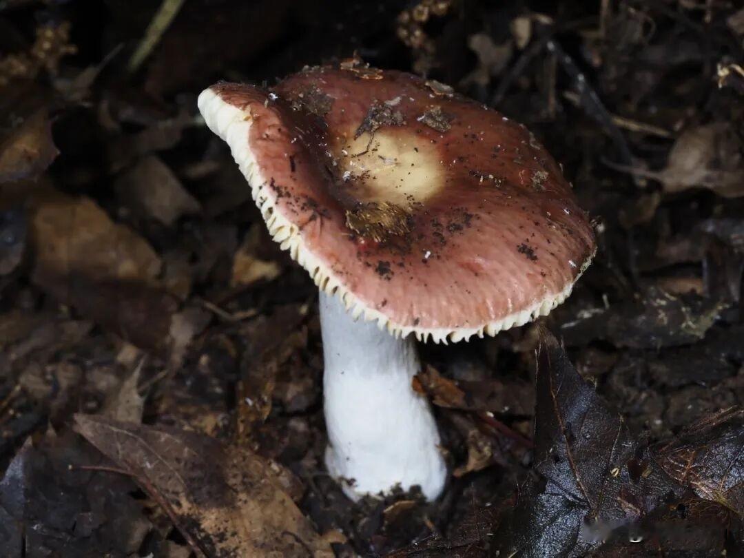 🍄南京紫金山出现酷似水蜜桃的有毒蘑菇：紫金山红菇
 
连续降雨过后，紫金山林间