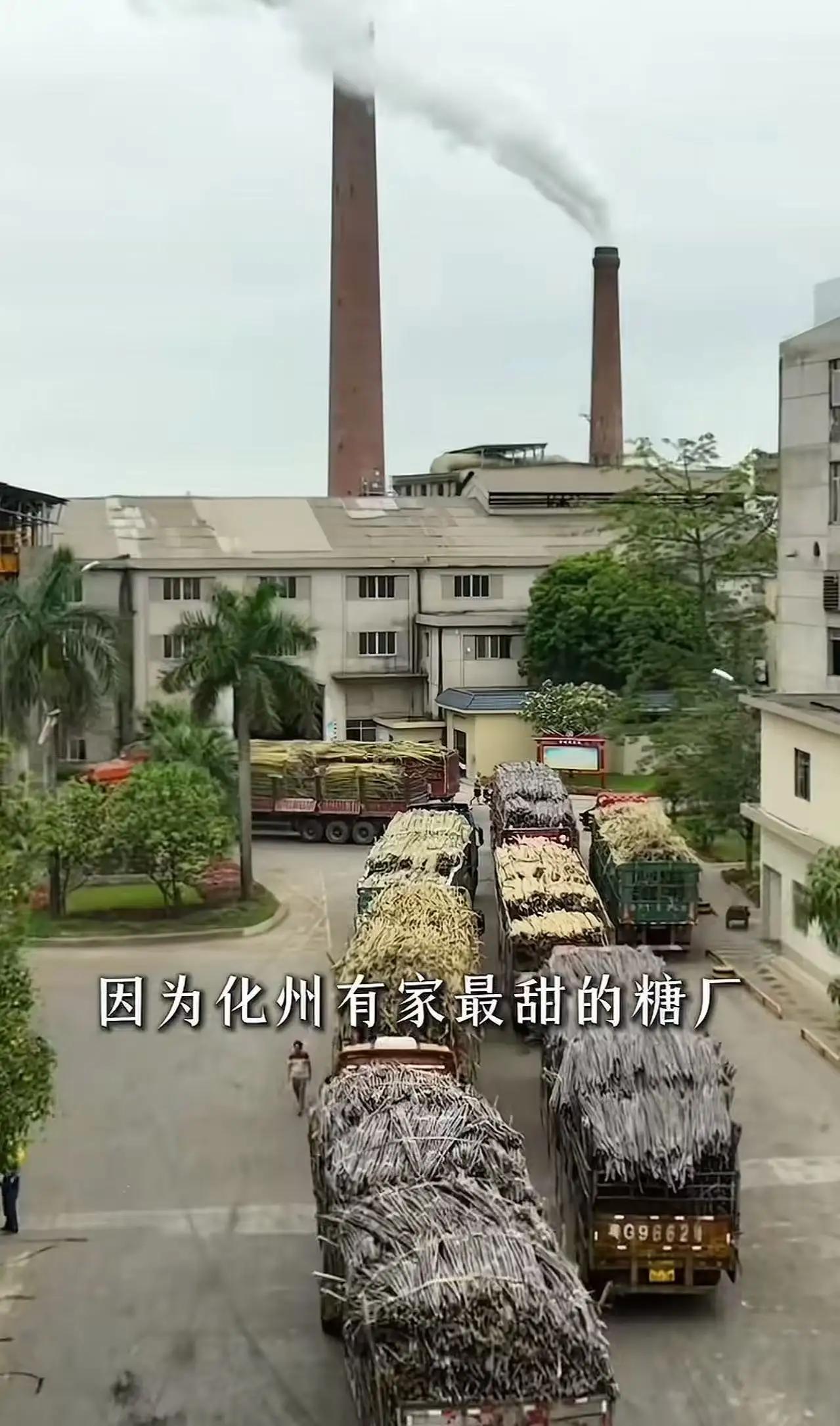 广东糖厂“倒贴钱”收甘蔗：格局打开，才是大健康时代的顶级活法

诸位朋友，今儿咱