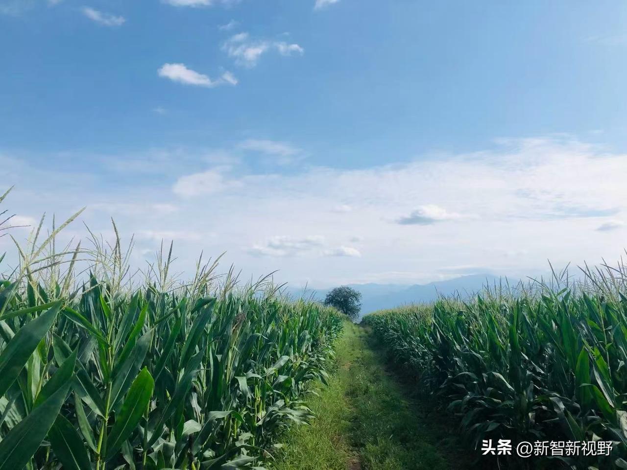 故乡记行