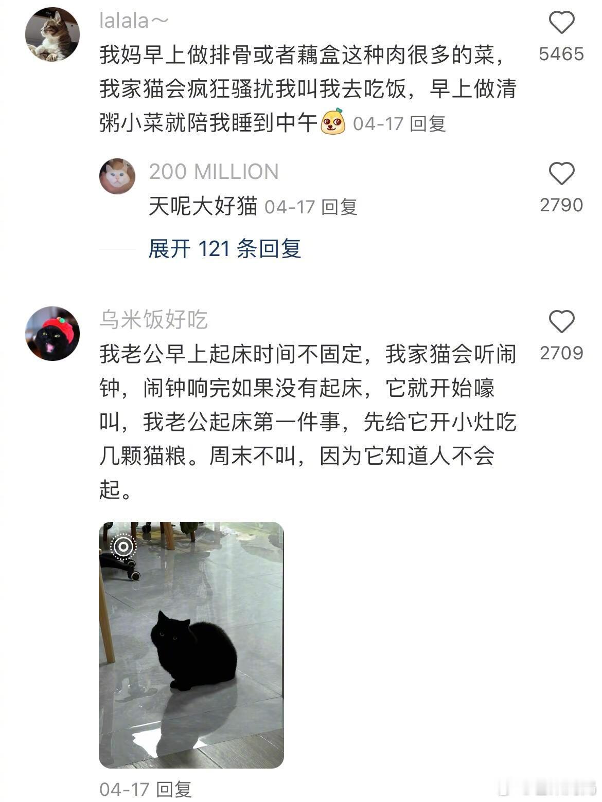 爵士豪猫！！ ​​​