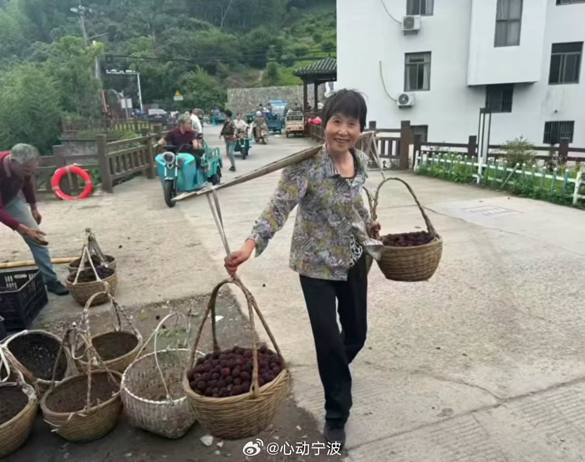 宁波村干部搭桥拓销路杜岙村4万斤尾季杨梅顺利售出 2026年慈溪杨梅季临近尾声，