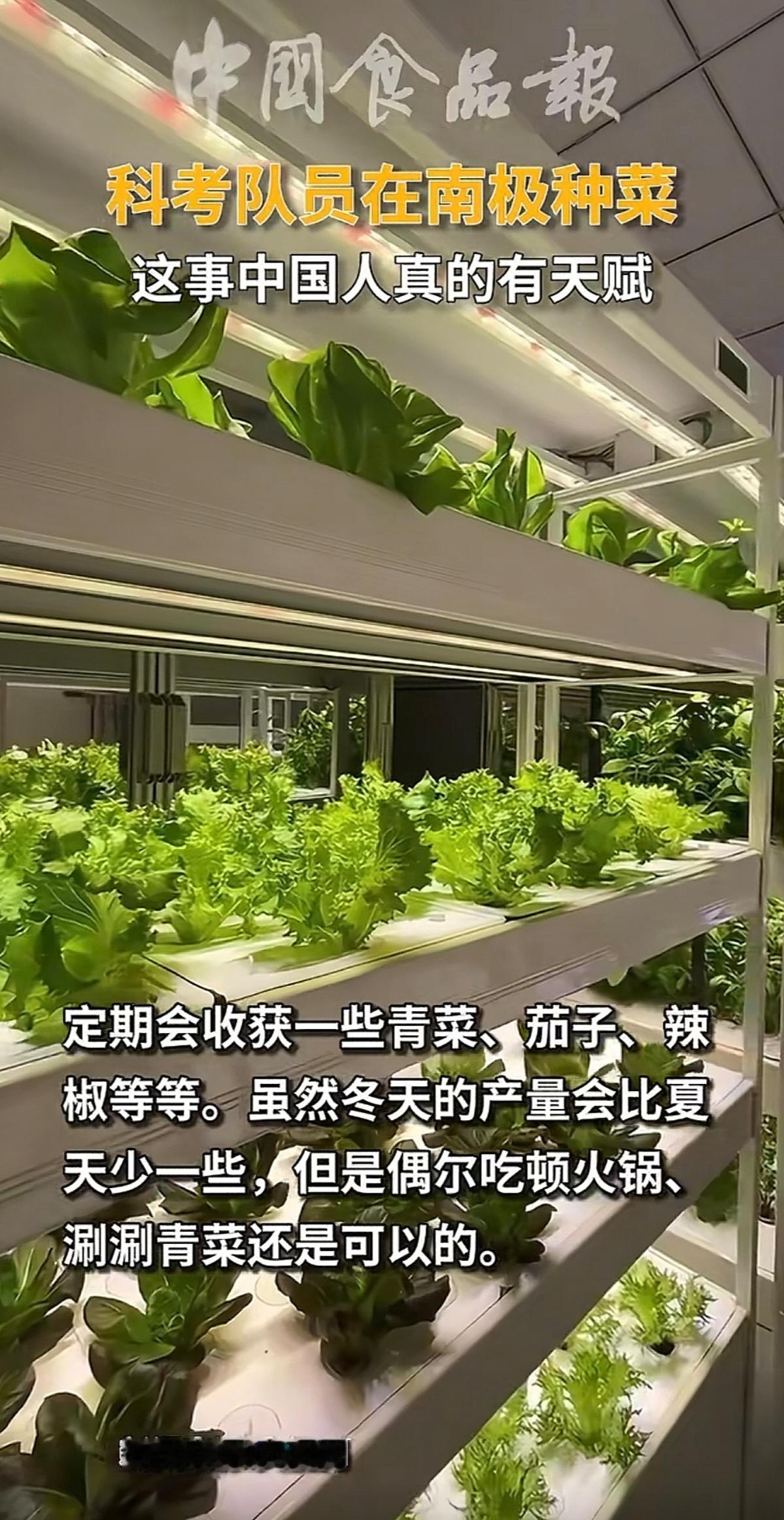 老外总是说，中国人在月球上种蔬菜。在看了韩国的综艺节目后，才知道，原来中国的南极