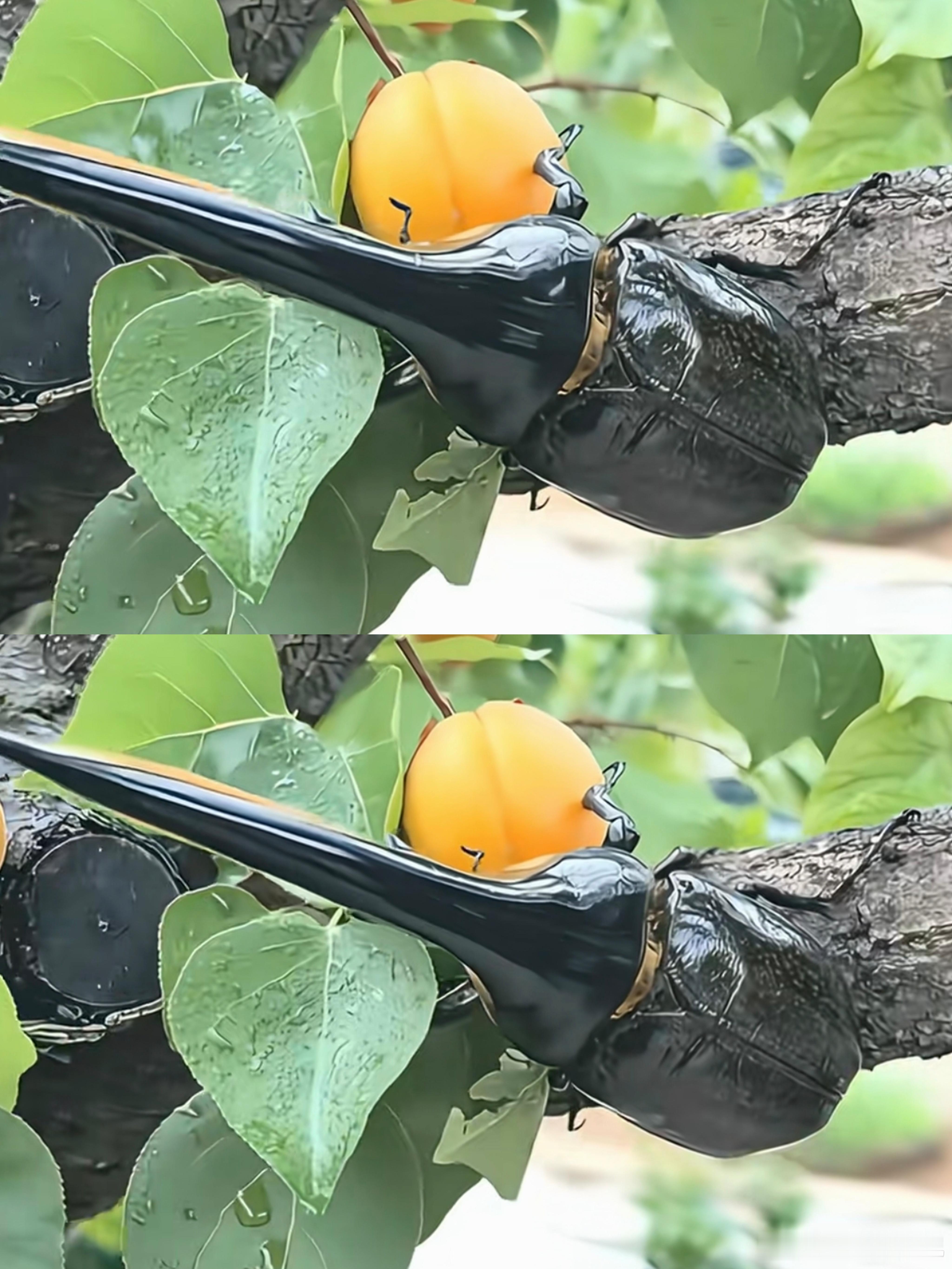 听说这玩意儿很贵的，品相好的能卖上万元，最便宜的也要七八千。想起小时候经常捉这种