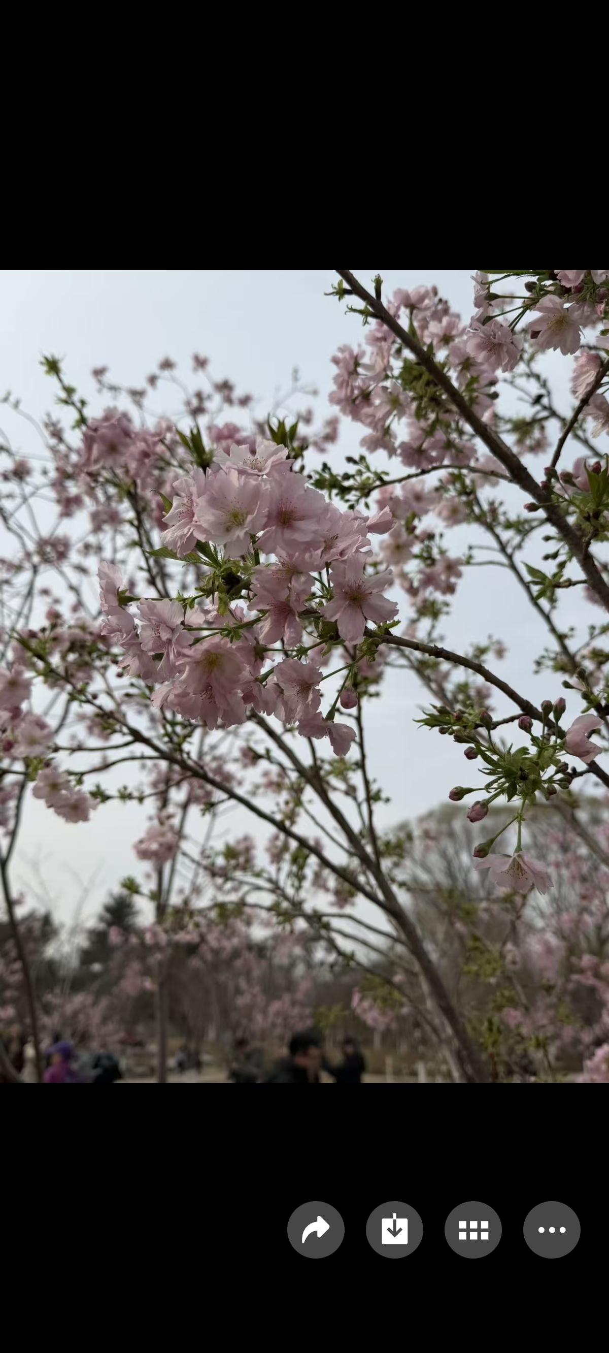 晒图笔记大赛春赏樱花。