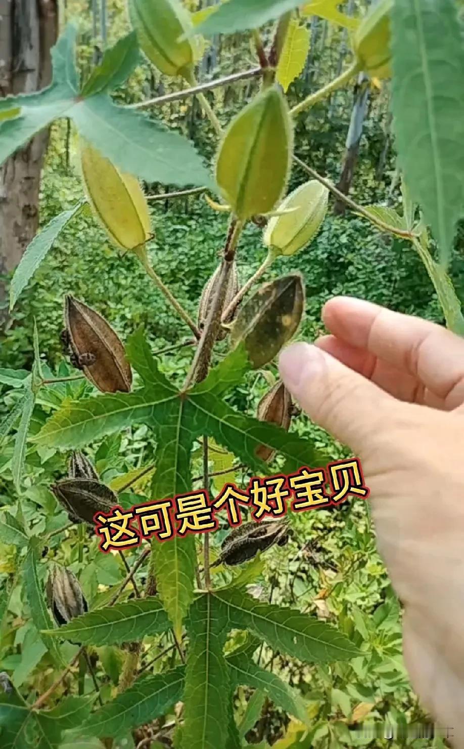 [微风]大家请注意看，这个结着像秋葵的植物，它可是个好宝贝，全身是宝！种子，花朵