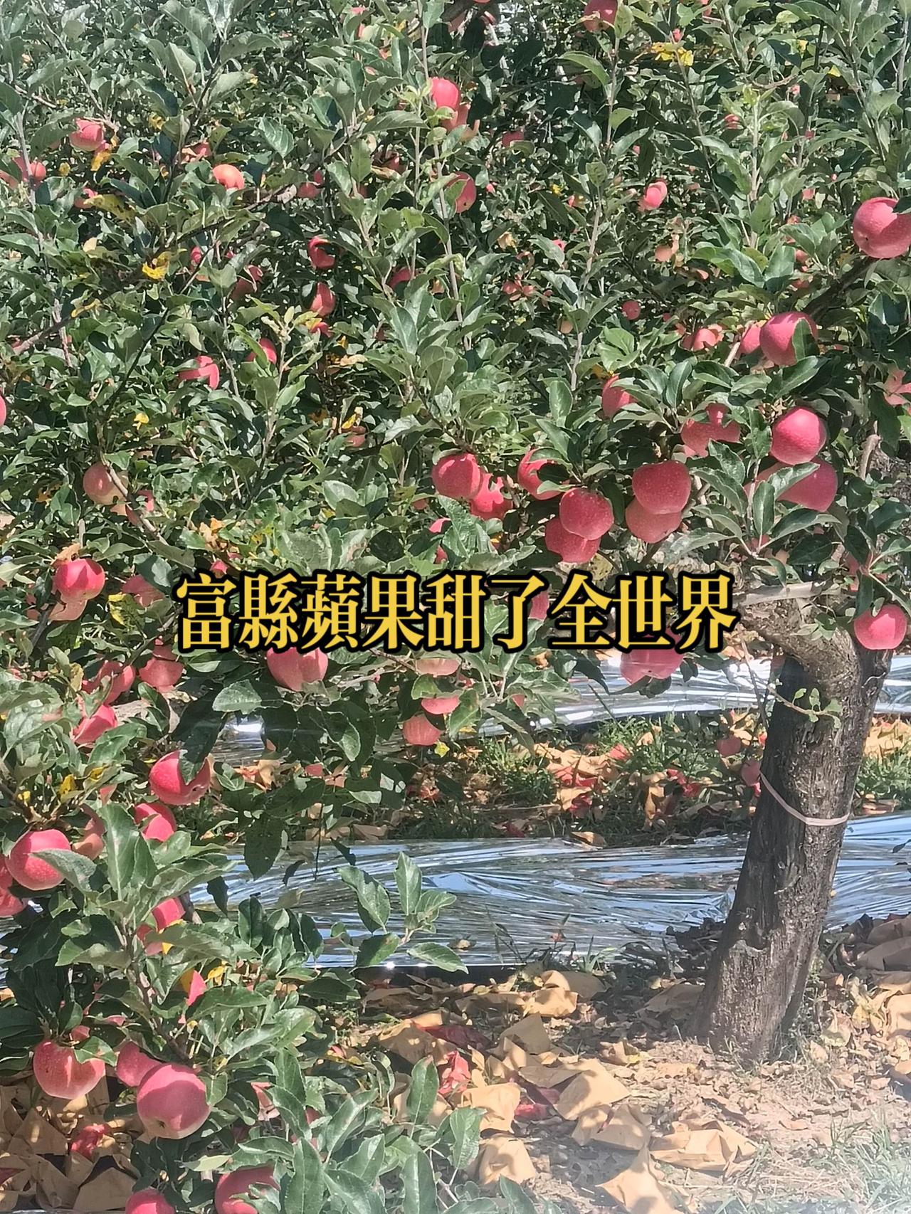富县苹果甜了全世界农家果园硕果累累 农家果园实拍 乡村果园生活 果园现拍