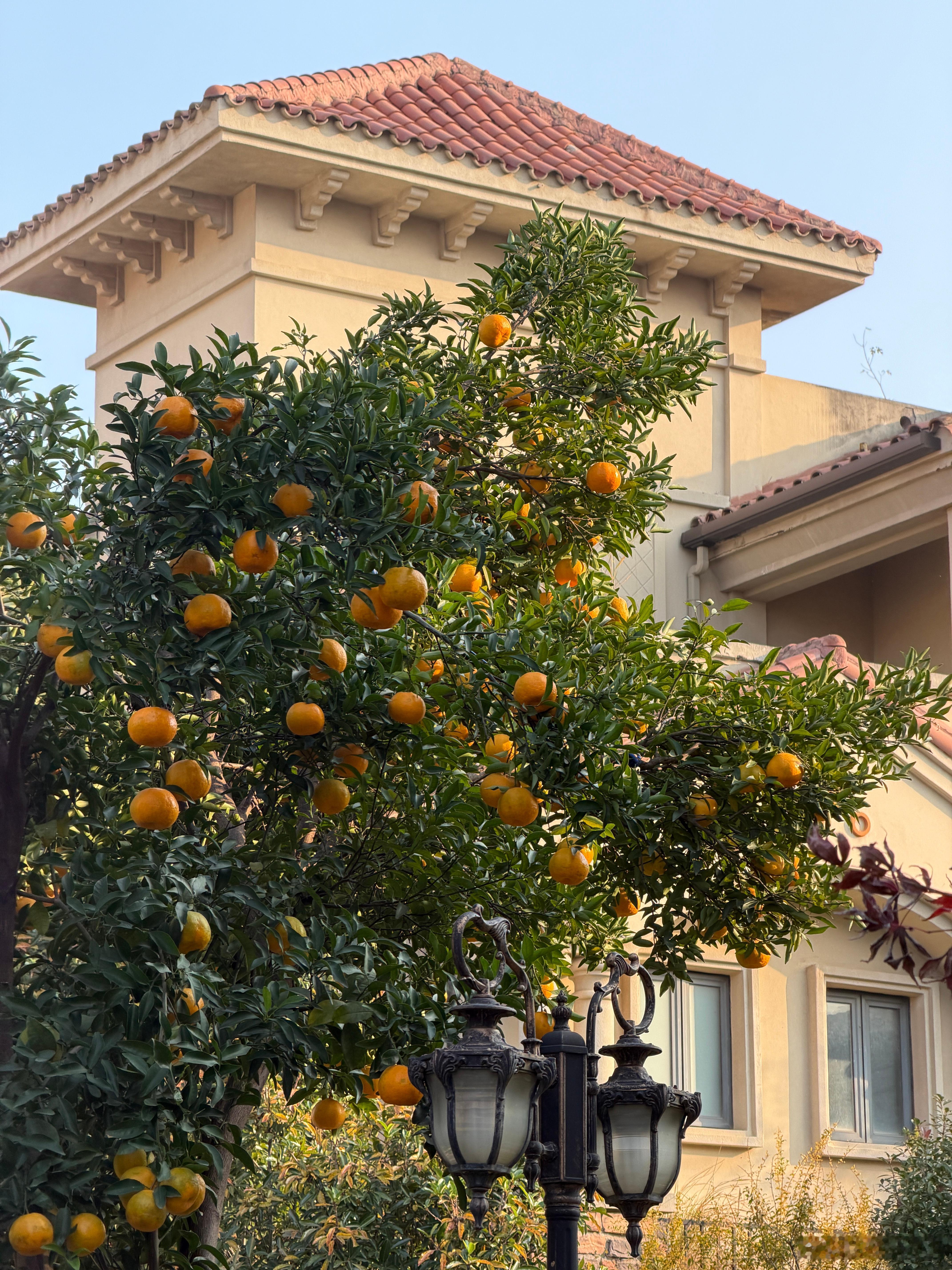 忽然降温的武汉 