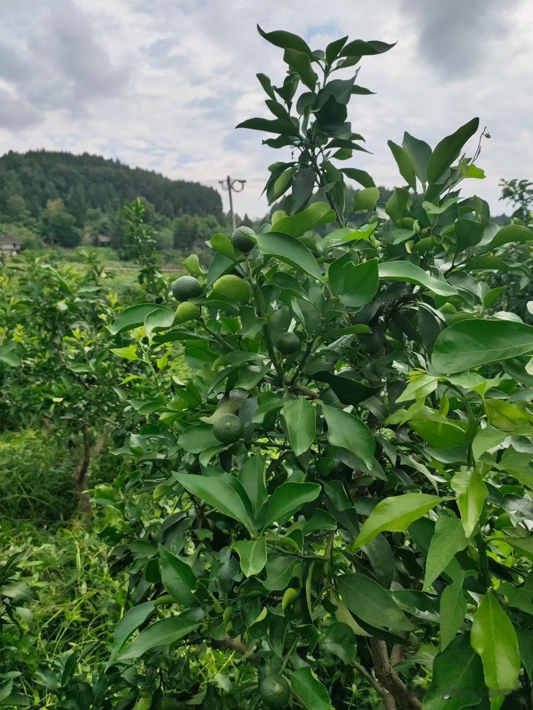 柑橘保果后别大意！蓟马、蚜虫、木虱、红蜘蛛，这4种虫要重点防

柑橘刚喷完保果药