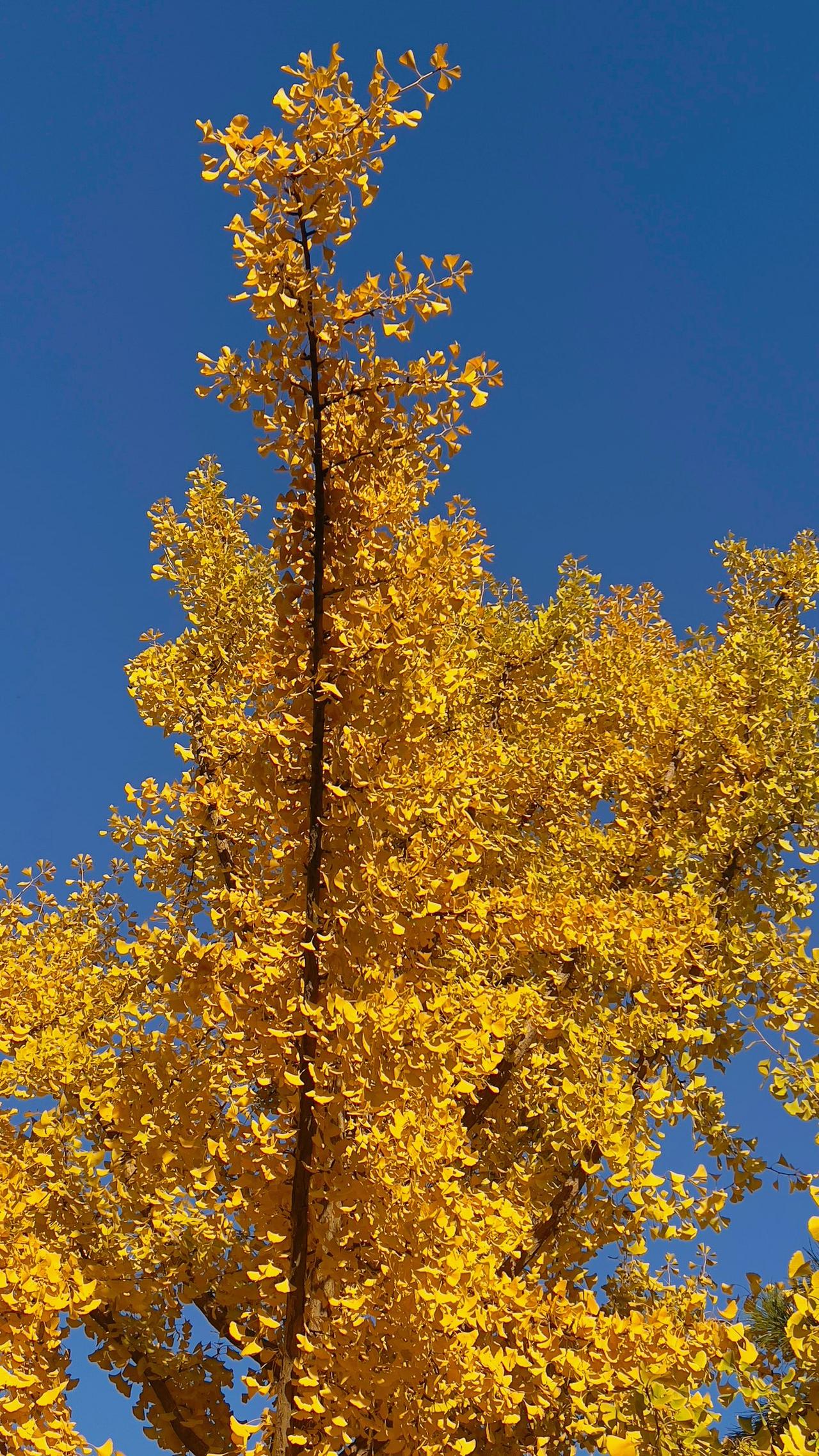 最美银杏树叶子