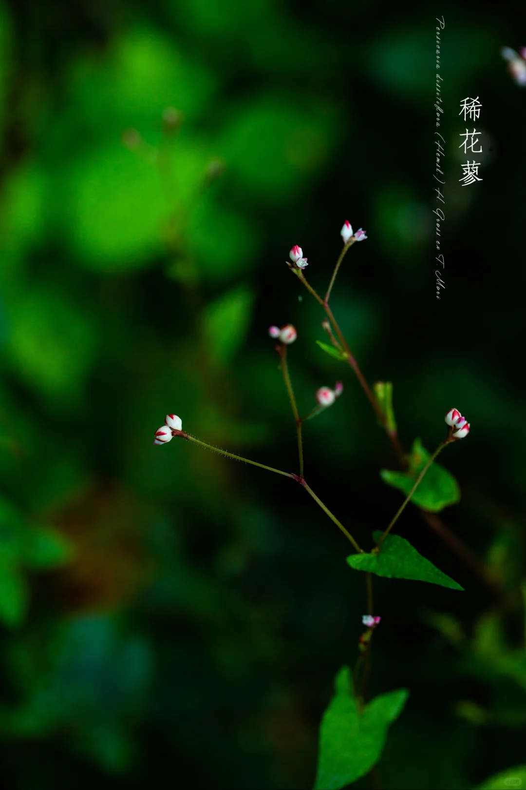 稀花蓼