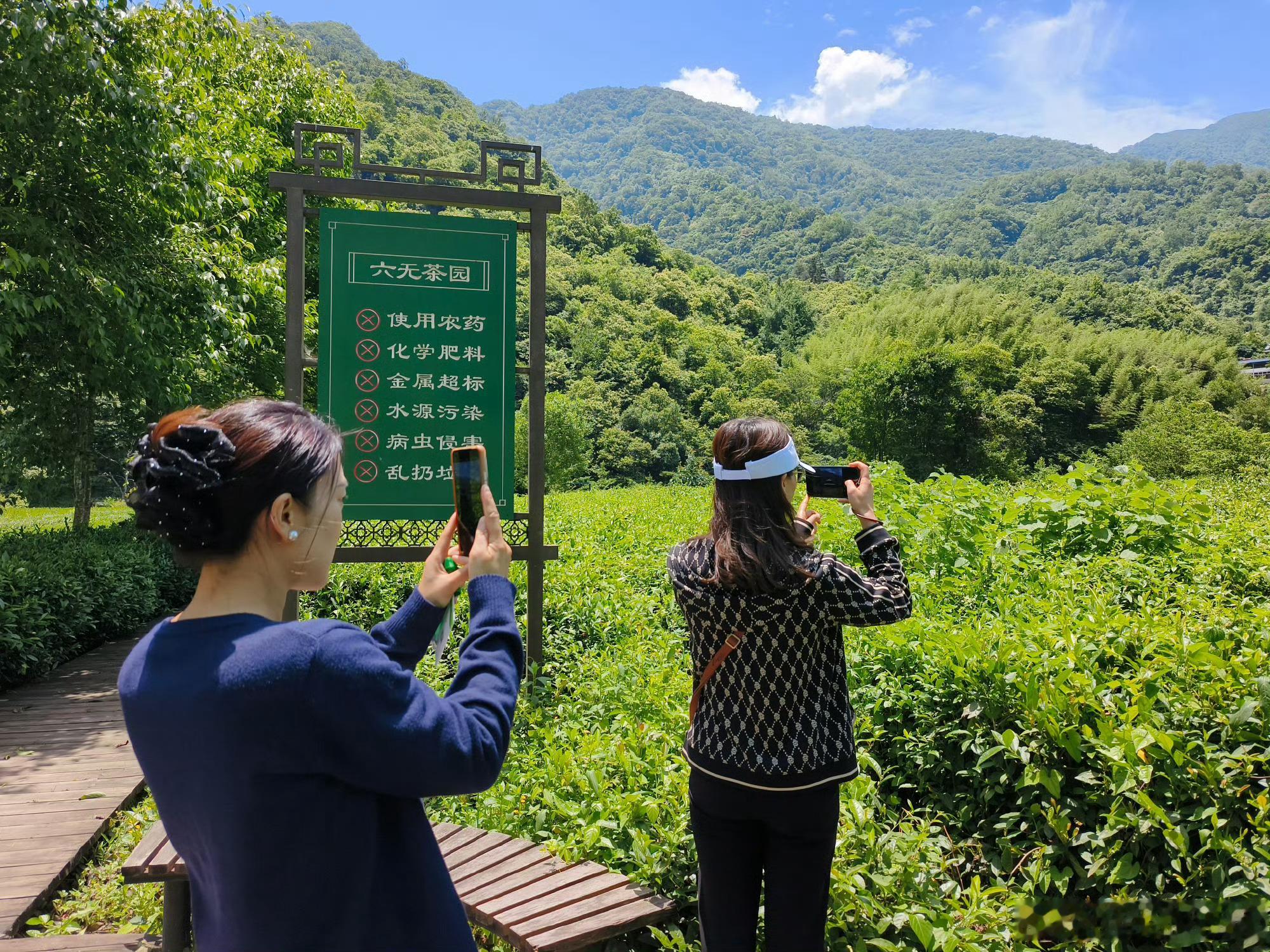 甘肃阳坝林下生态经济 【从山林到餐桌，绿色链条惠及万家】 阳坝镇通过“党支部+合
