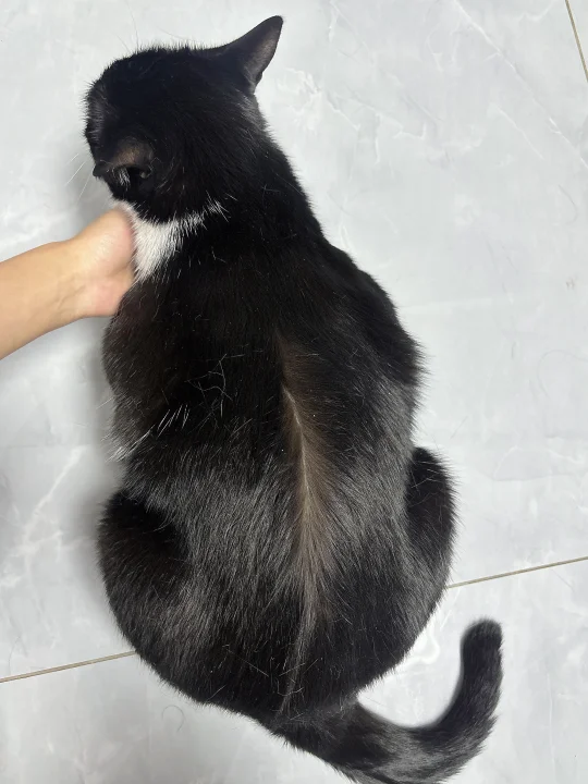 好完美的驱虫线