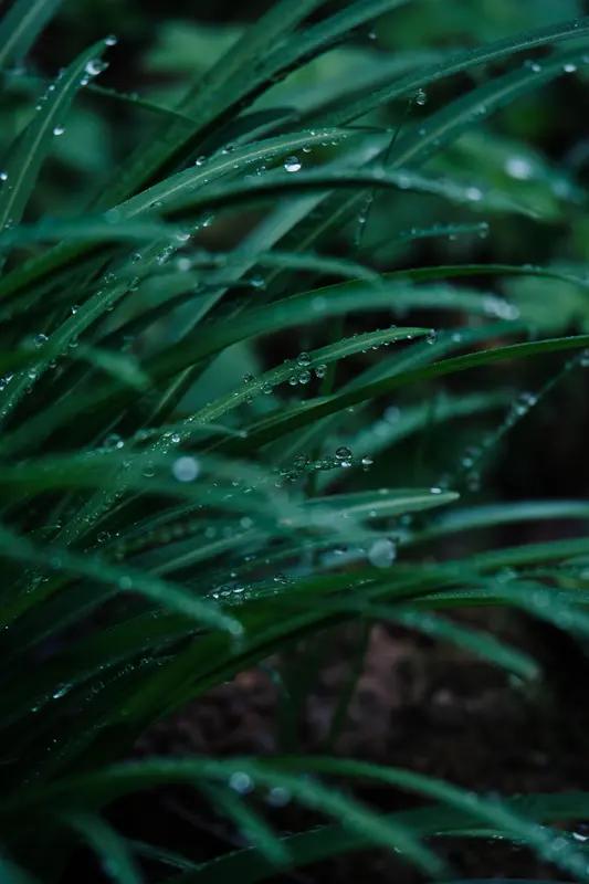 “暮雨空山芳草远”，短短七字勾勒出一幅空灵悠远的画面。暮雨淅沥，洒落在空寂的山间