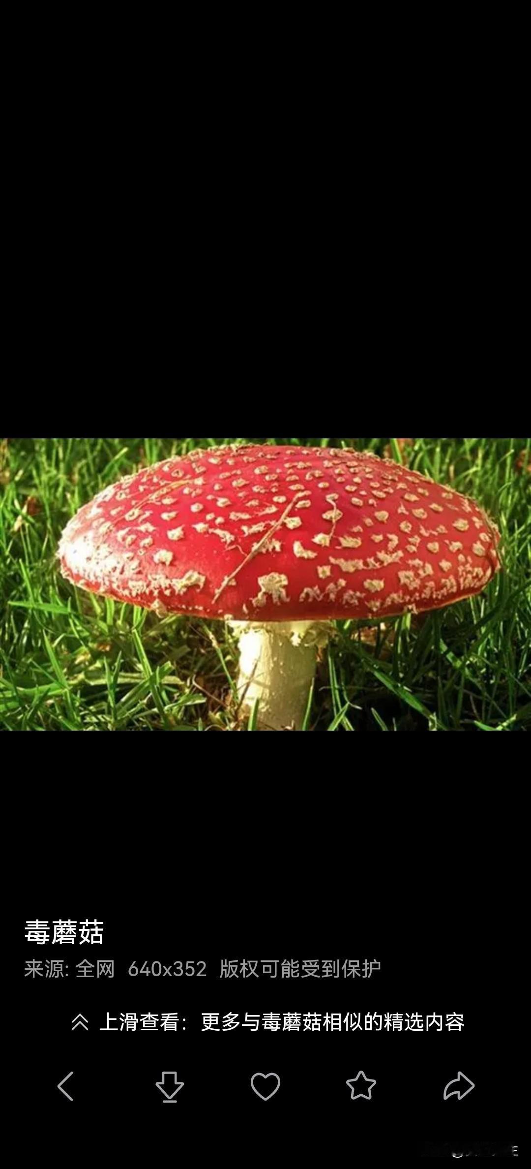 野生菌美味，但是有毒的很多，一定不要乱吃
一是野生菌很多，多数有毒，不能乱吃。夏