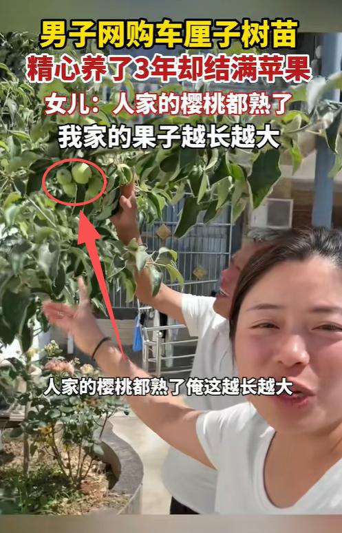 笑死了！河南一男子网购了一棵车厘子苗，回家后跟伺候宝贝一样，又是松土又是施肥。谁