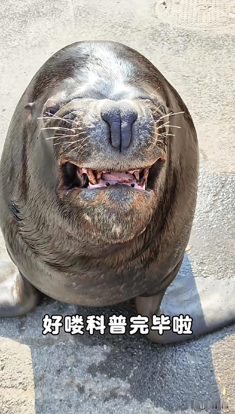 不知道这是一头海狮，还是一头海象，它的智商实在是太高了，能够按照驯兽员做出的指令