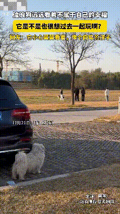 山东，一流浪狗远远看着不属于自己的幸福，看主人陪着狗狗玩耍，羡慕的它静静看着久久