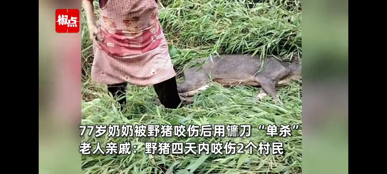 云南一77岁老奶奶正在收割野草，一头野猪突然发了疯似的冲过来撕咬。情急之下，老奶