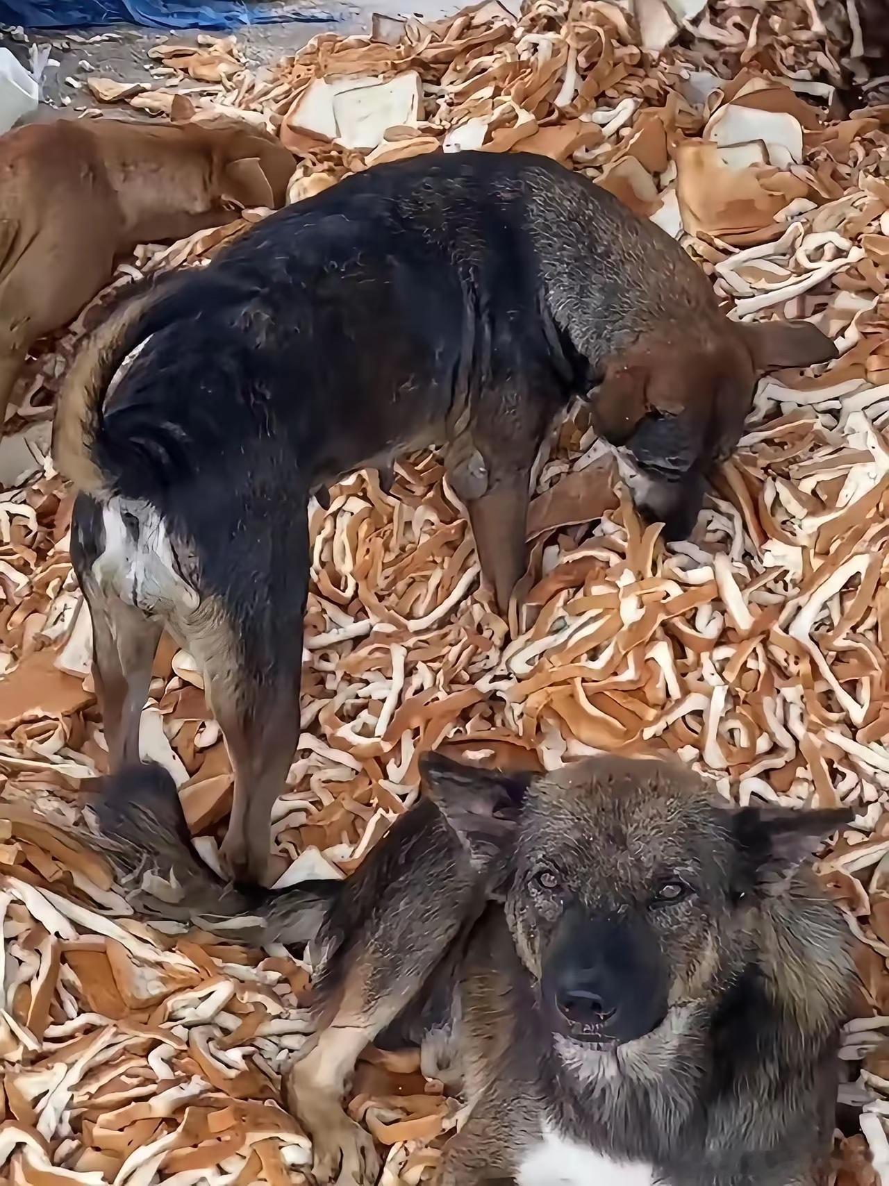 好心的面包厂允许流浪狗来吃边角料，自从以后就有很多流浪狗来，附近的流浪狗如果饿了