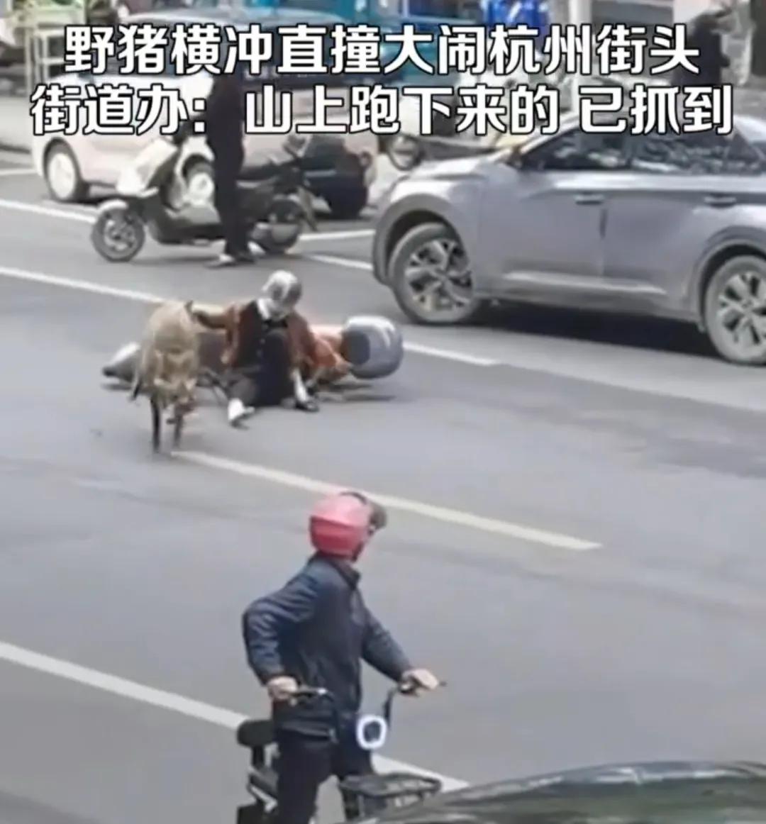 【杭州街头惊现野猪！东奔西跑，撞人毁东西，街道:下山猪已被抓】
近几年，总出现野